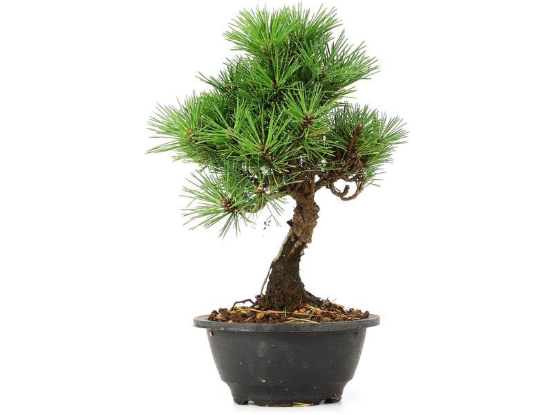 Pinus thunbergii Kotobuki, 26 cm, ± 8 jaar oud
