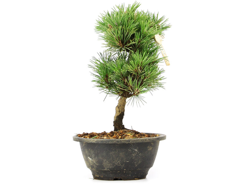 Pinus thunbergii Kotobuki, 23 cm, ± 8 jaar oud