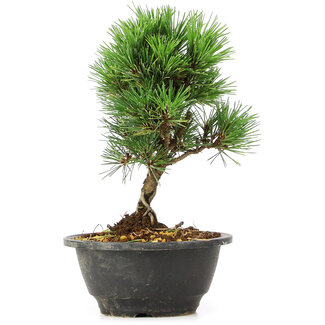 Pinus thunbergii Kotobuki, 21 cm, ± 8 jaar oud