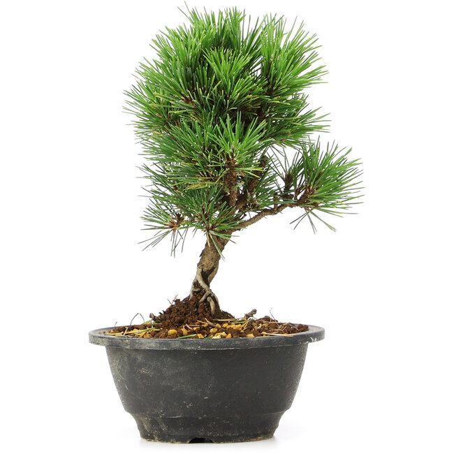 Pinus thunbergii Kotobuki, 21 cm, ± 8 anni