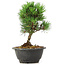 Pinus thunbergii Kotobuki, 21 cm, ± 8 jaar oud