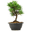 Pinus thunbergii Kotobuki, 21 cm, ± 8 anni