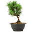 Pinus thunbergii Kotobuki, 21 cm, ± 8 jaar oud