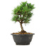 Pinus thunbergii Kotobuki, 21 cm, ± 8 anni