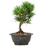 Pinus thunbergii Kotobuki, 21 cm, ± 8 jaar oud