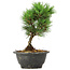 Pinus thunbergii Kotobuki, 21 cm, ± 8 anni