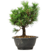 Pinus thunbergii Kotobuki, 22 cm, ± 8 jaar oud