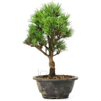 Pinus thunbergii Kotobuki, 26 cm, ± 8 años