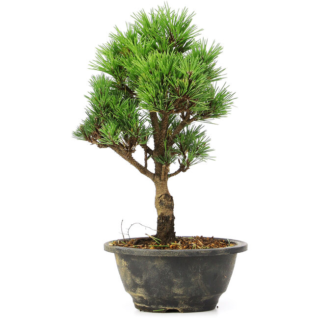 Pinus thunbergii Kotobuki, 26 cm, ± 8 ans
