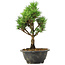 Pinus thunbergii Kotobuki, 26 cm, ± 8 anni
