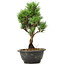 Pinus thunbergii Kotobuki, 26 cm, ± 8 jaar oud