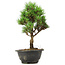 Pinus thunbergii Kotobuki, 26 cm, ± 8 Jahre alt