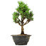 Pinus thunbergii Kotobuki, 26 cm, ± 8 anni