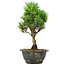 Pinus thunbergii Kotobuki, 26 cm, ± 8 Jahre alt