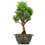 Pinus thunbergii Kotobuki, 26 cm, ± 8 years old