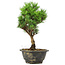 Pinus thunbergii Kotobuki, 26 cm, ± 8 anni