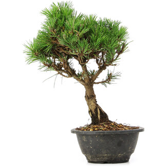 Pinus thunbergii Kotobuki, 29 cm, ± 8 anni