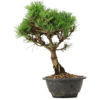 Pinus thunbergii Kotobuki, 29 cm, ± 8 años