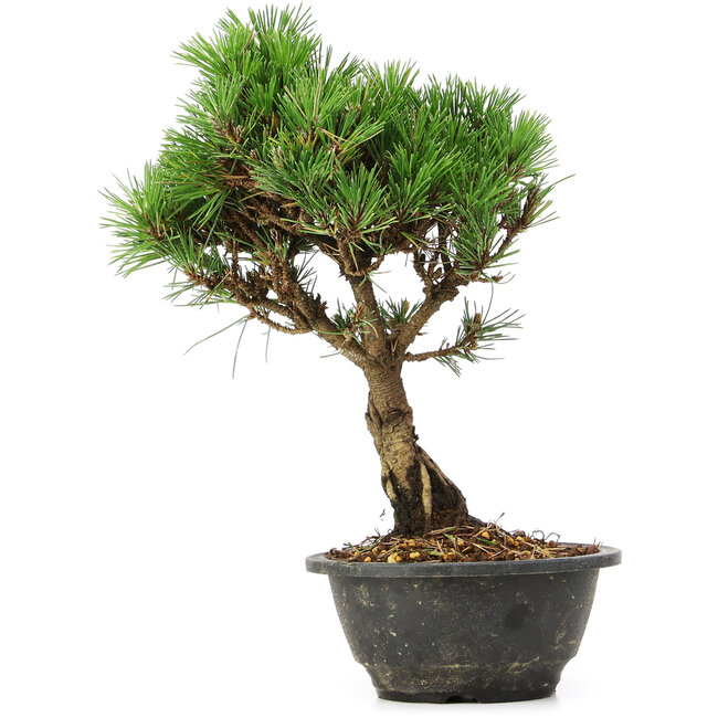Pinus thunbergii Kotobuki, 29 cm, ± 8 Jahre alt