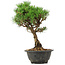 Pinus thunbergii Kotobuki, 29 cm, ± 8 anni