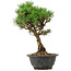 Pinus thunbergii Kotobuki, 29 cm, ± 8 Jahre alt