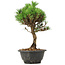 Pinus thunbergii Kotobuki, 29 cm, ± 8 jaar oud