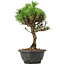 Pinus thunbergii Kotobuki, 29 cm, ± 8 Jahre alt