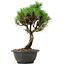 Pinus thunbergii Kotobuki, 29 cm, ± 8 jaar oud