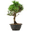 Pinus thunbergii Kotobuki, 29 cm, ± 8 ans