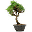 Pinus thunbergii Kotobuki, 29 cm, ± 8 anni