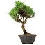 Pinus thunbergii Kotobuki, 29 cm, ± 8 ans