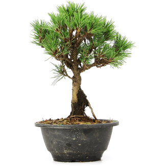 Pinus thunbergii Kotobuki, 23 cm, ± 8 años