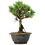 Pinus thunbergii Kotobuki, 23 cm, ± 8 anni