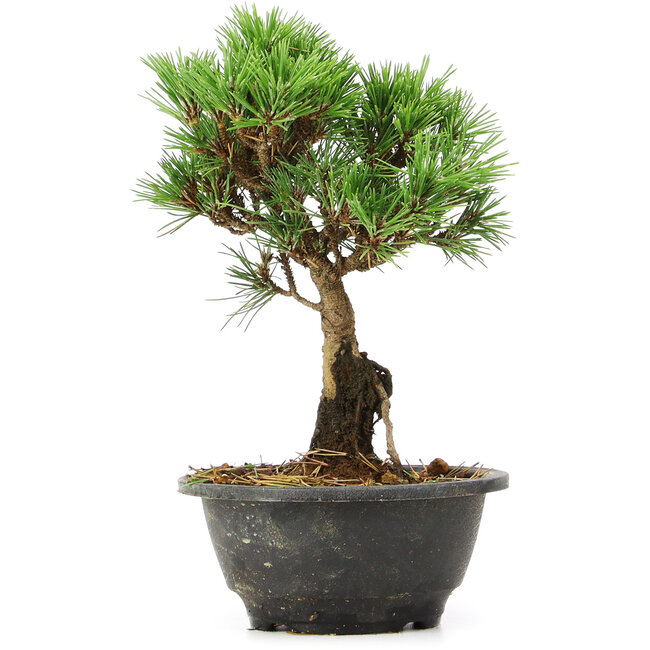 Pinus thunbergii Kotobuki, 23 cm, ± 8 years old