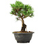 Pinus thunbergii Kotobuki, 23 cm, ± 8 ans