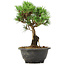 Pinus thunbergii Kotobuki, 23 cm, ± 8 Jahre alt