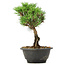 Pinus thunbergii Kotobuki, 23 cm, ± 8 anni