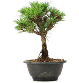 Pinus thunbergii Kotobuki, 23 cm, ± 8 jaar oud