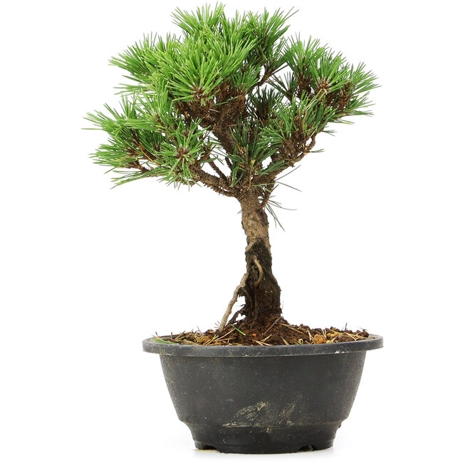 Pinus thunbergii Kotobuki, 23 cm, ± 8 Jahre alt
