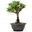 Pinus thunbergii Kotobuki, 23 cm, ± 8 anni