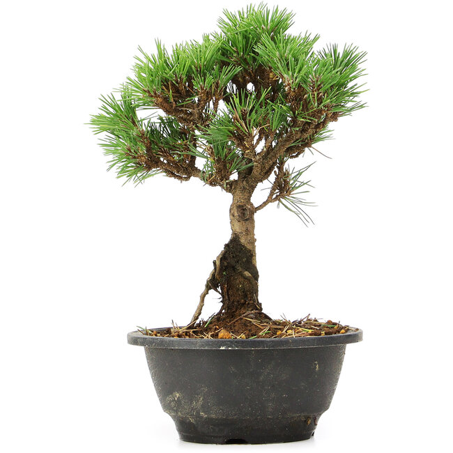 Pinus thunbergii Kotobuki, 23 cm, ± 8 years old