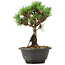 Pinus thunbergii Kotobuki, 23 cm, ± 8 anni