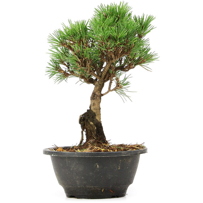Pinus thunbergii Kotobuki, 23 cm, ± 8 years old