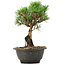 Pinus thunbergii Kotobuki, 23 cm, ± 8 Jahre alt