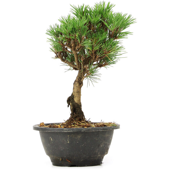 Pinus thunbergii Kotobuki, 23 cm, ± 8 anni