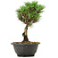 Pinus thunbergii Kotobuki, 23 cm, ± 8 anni