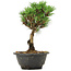 Pinus thunbergii Kotobuki, 23 cm, ± 8 Jahre alt