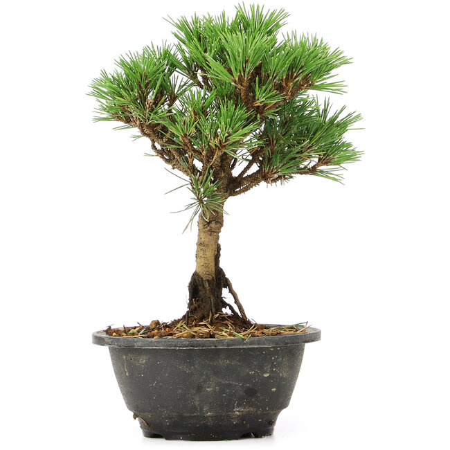 Pinus thunbergii Kotobuki, 23 cm, ± 8 ans