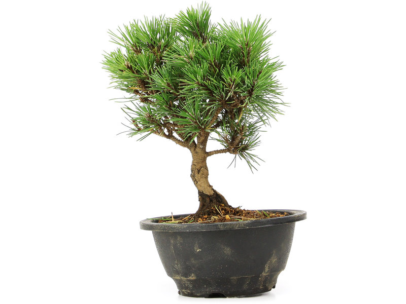 Pinus thunbergii Kotobuki, 20 cm, ± 8 jaar oud