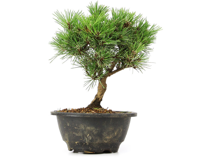 Pinus thunbergii Kotobuki, 20 cm, ± 8 jaar oud